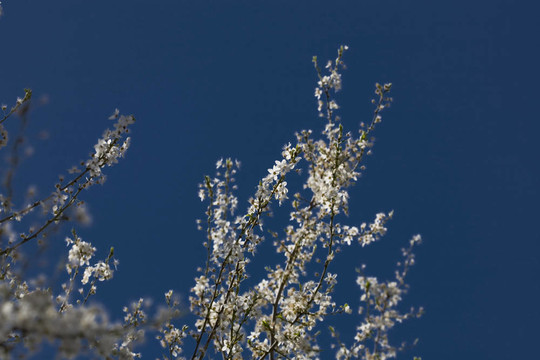 櫻花