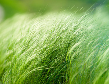針茅草