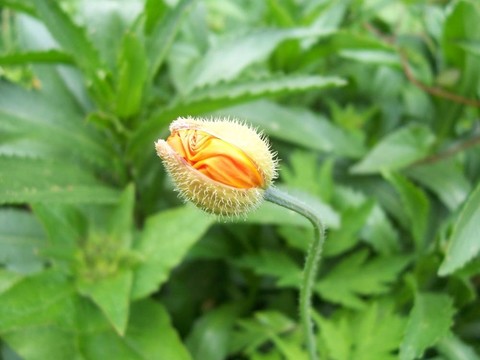 橙色罌粟花蕾