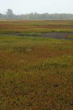 藍(lán)莓地；秋季；北緬因州；美國(guó)