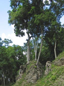 在佩滕叢林樹木的小山丘下古老的瑪雅遺址建筑；蒂卡爾；瓜地馬拉