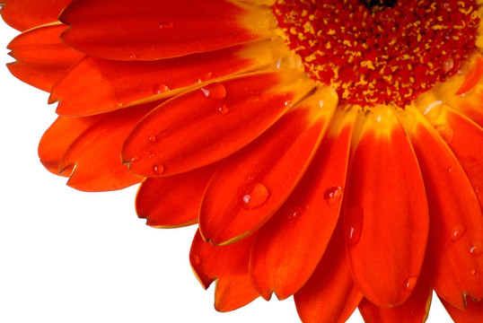 紅菊花
