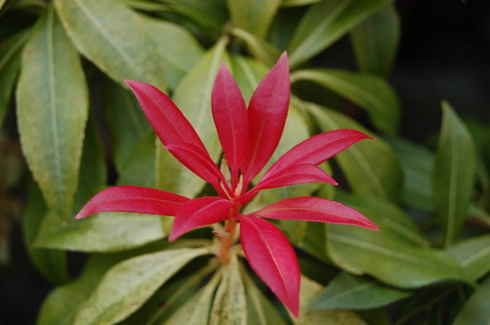 紅色的花