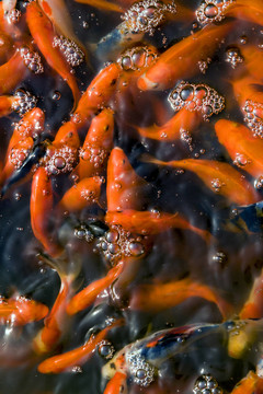 淺灘的金魚