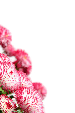 雛菊