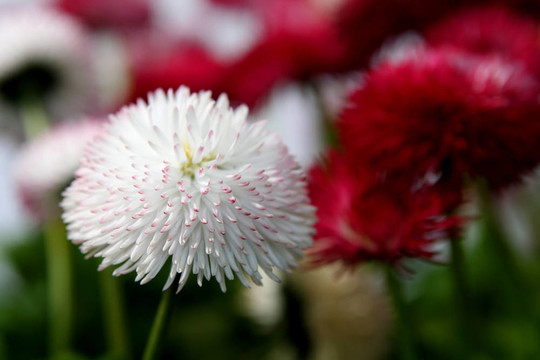 雛菊