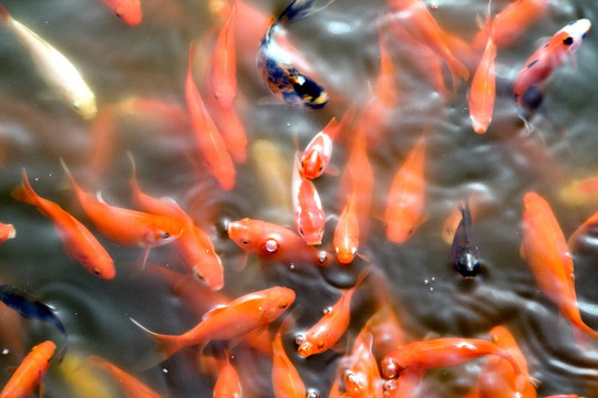 在一個小的金魚淺灘