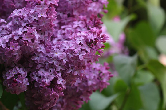 丁香花