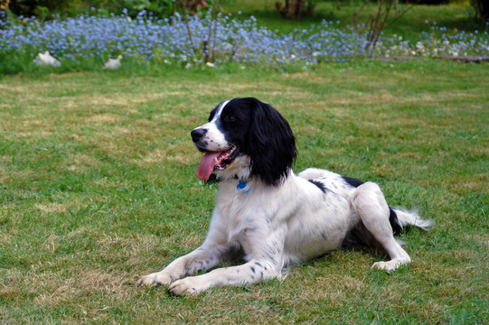 英國史賓格犬
