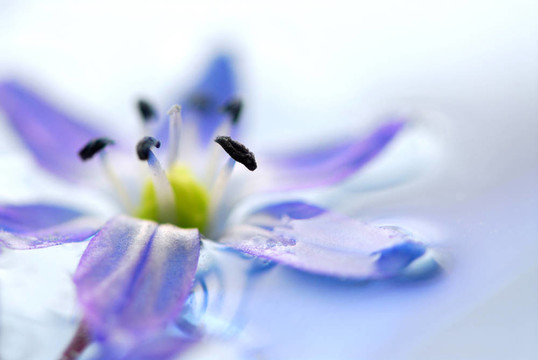 浮花