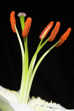靠近莉莉雄蕊