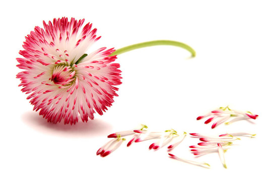 雛菊