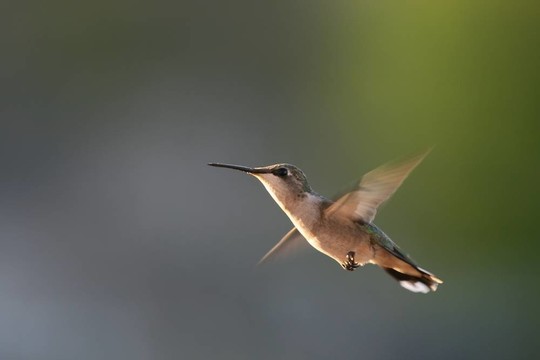 蜂鳥(niǎo)在飛行
