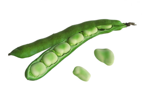 蠶豆莢