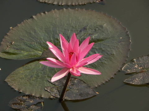蓮花