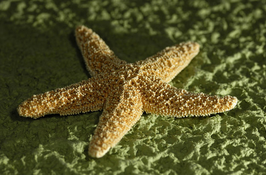海星