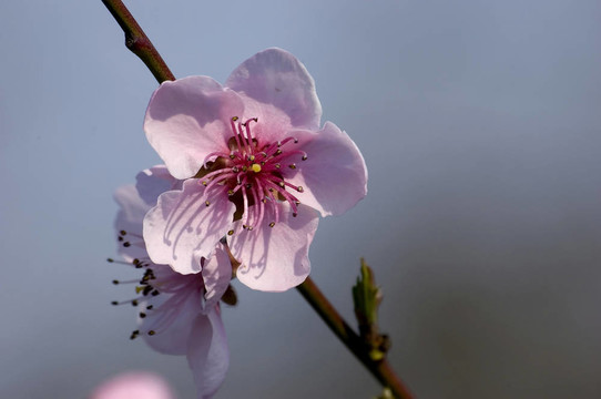春天的花