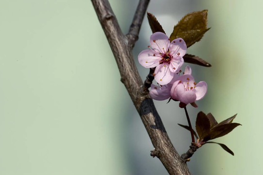 春季開花枝
