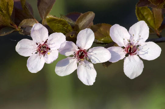 春天開(kāi)花的分廠