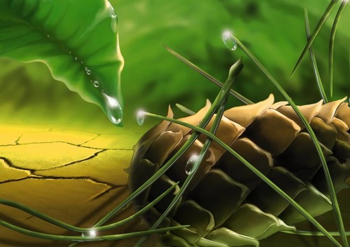 露水的松果