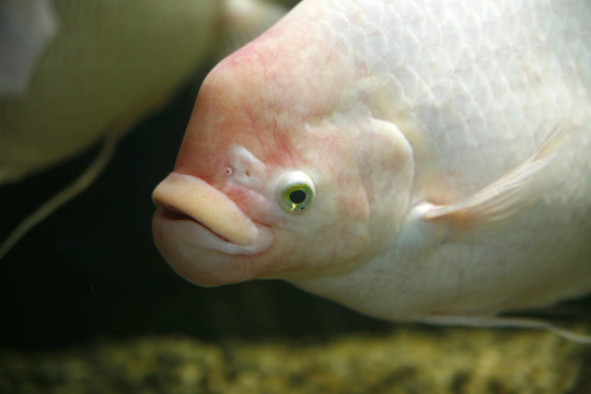 大的魚
