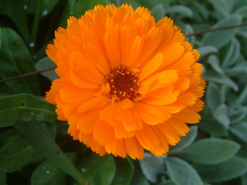 金盞花