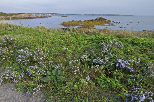 第十八生態(tài)步道區(qū)；島夫人；新斯科舍；加拿大