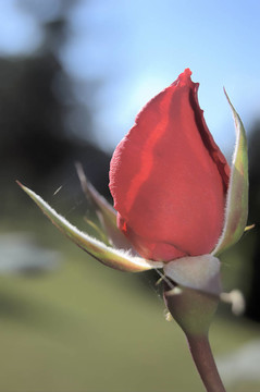 玫瑰花蕾