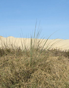 dunegrass