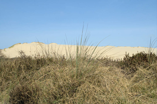 敘爾特島dunescape 11