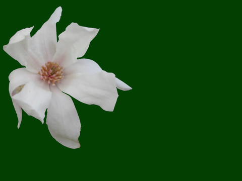 山茱萸開花