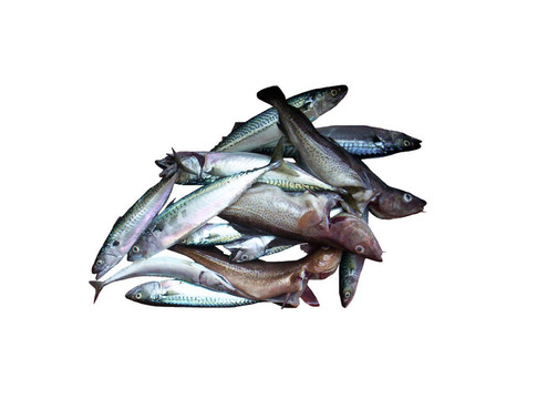 鱈魚