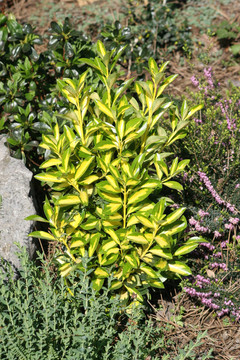 翡翠黃金euonym