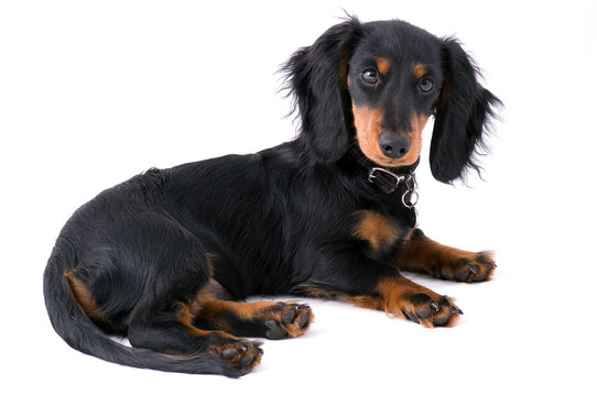 dachshound小狗