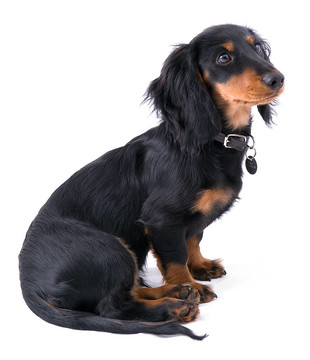 dachshound小狗2