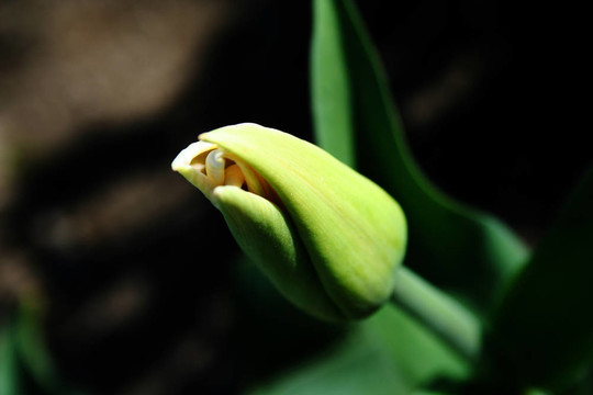 郁金香花蕾