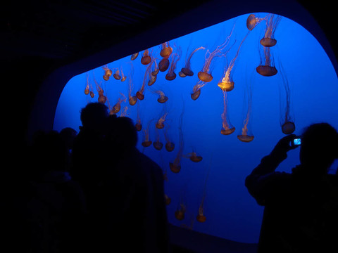 水族館里的水母