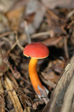 紅菌