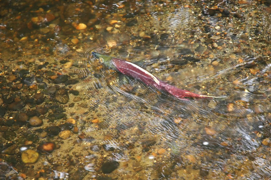 魚