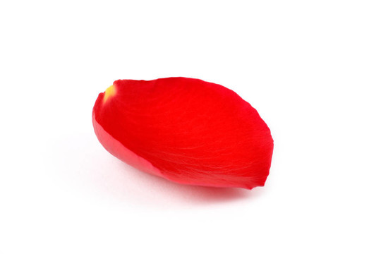 薔薇花瓣
