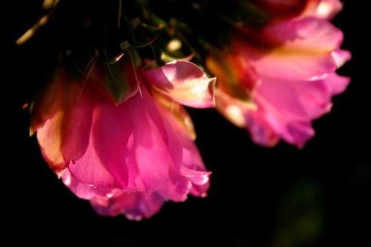 仙人掌花