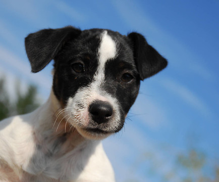 小狗jack russel梗