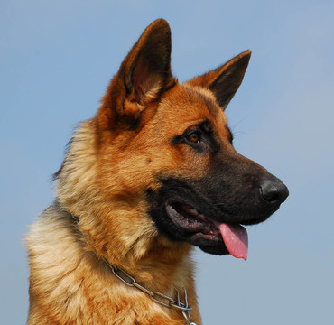 德國(guó)牧羊犬