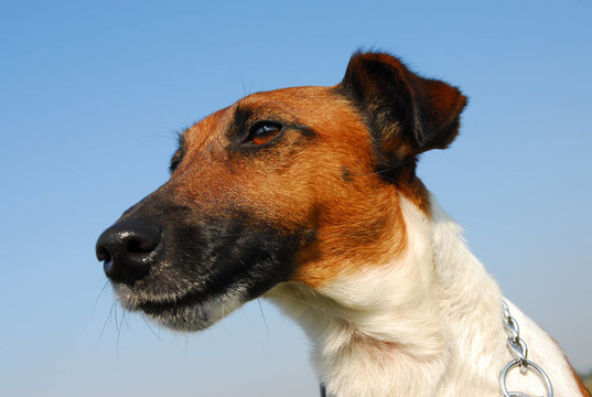 獵狐犬