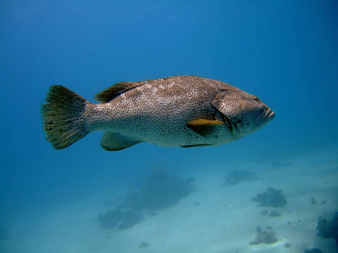 特寫(xiě)的石斑魚(yú)