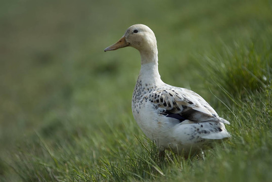野鴨duck1