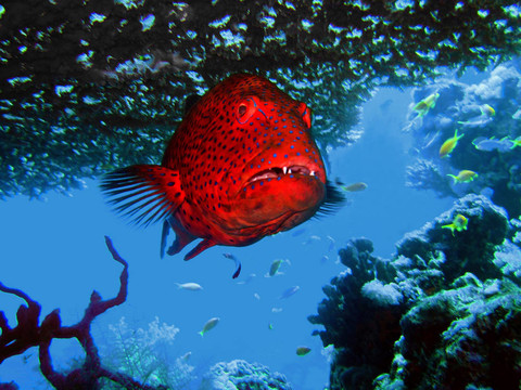 在石斑魚