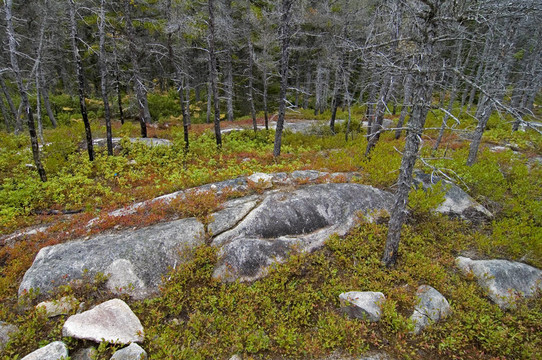 死樹(shù)；Jack Pine Trail；布雷頓角高地國(guó)家公園；新斯科舍；加拿大