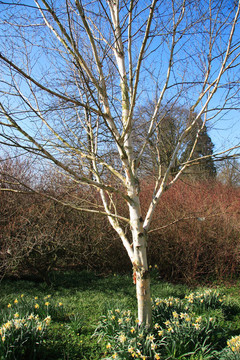 Betula（對VaR jacquemanii）
