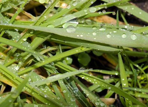 草地上的露水